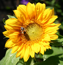 Sonnenblume-Hummel.jpg